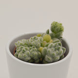 Sedum mocinianum - 5,5cm