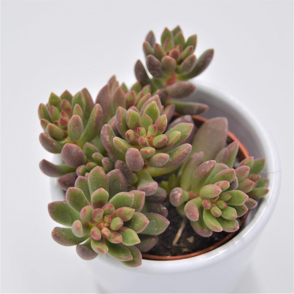 Sedum Pork and Beans - 5,5cm