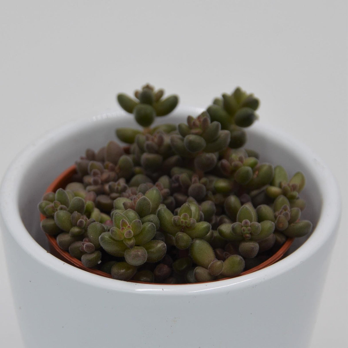 Sedum stahlii - 5.5cm