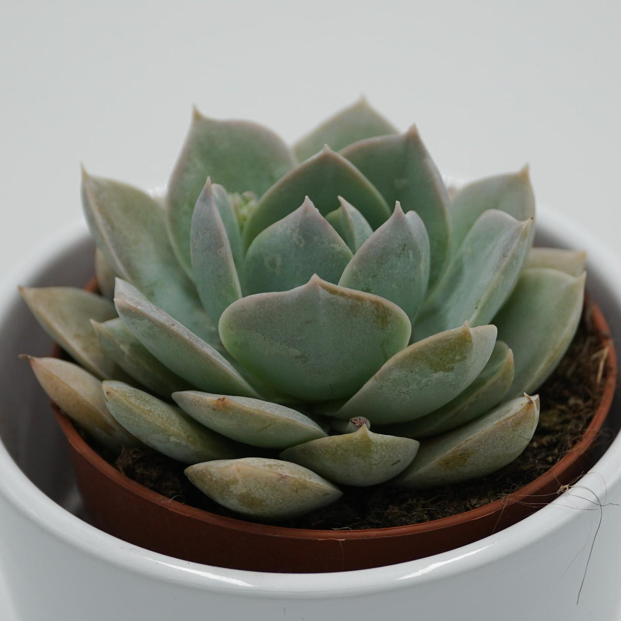 Sedum suaveolens - 8,5cm
