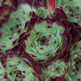 Sempervivum Mix 3 Stück