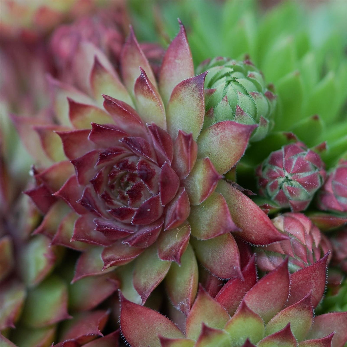 Sempervivum Mix 3 Stück