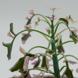 Senecio articulatus f. variegata - 8,5cm