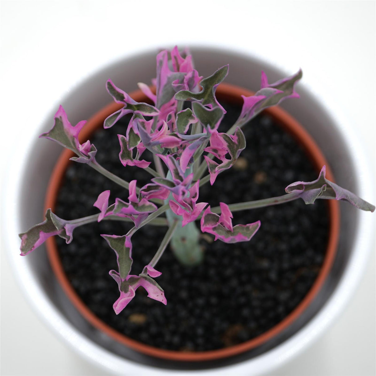 Senecio articulatus f. variegata - 8,5cm