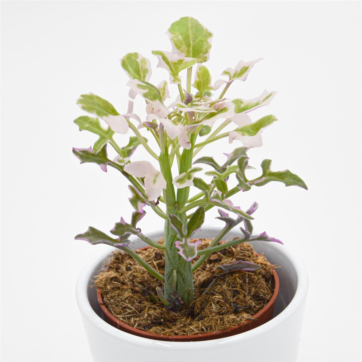 Senecio articulatus f. variegata - 8,5cm