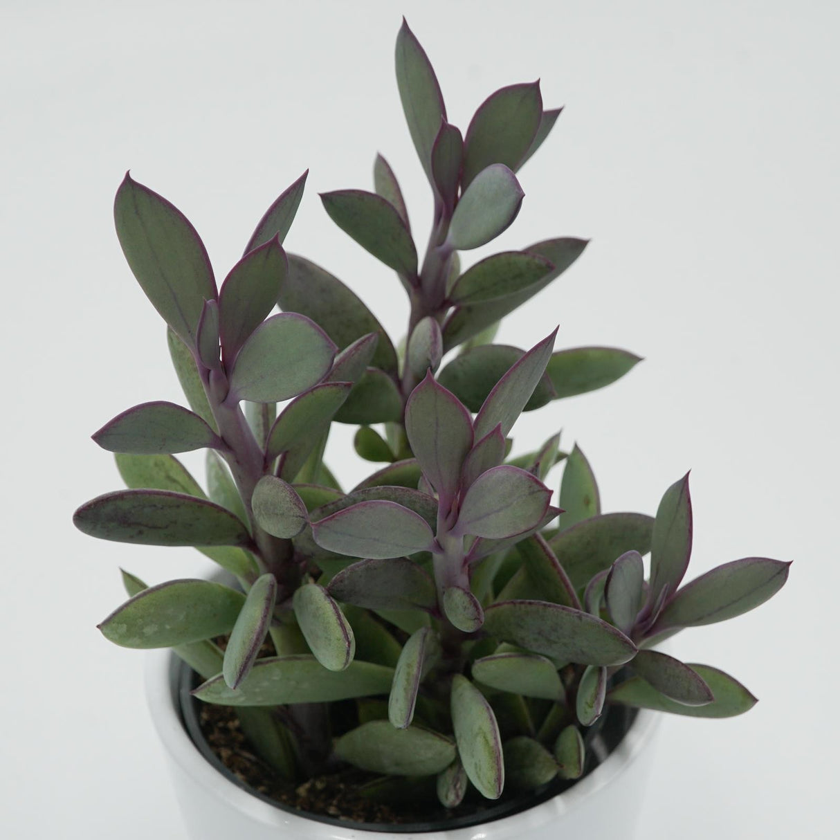 Senecio crassissimus - 8,5cm