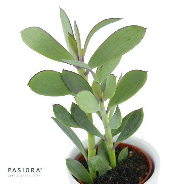 Senecio crassissimus - 6cm