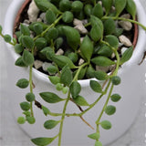 Senecio herreianus - 6cm