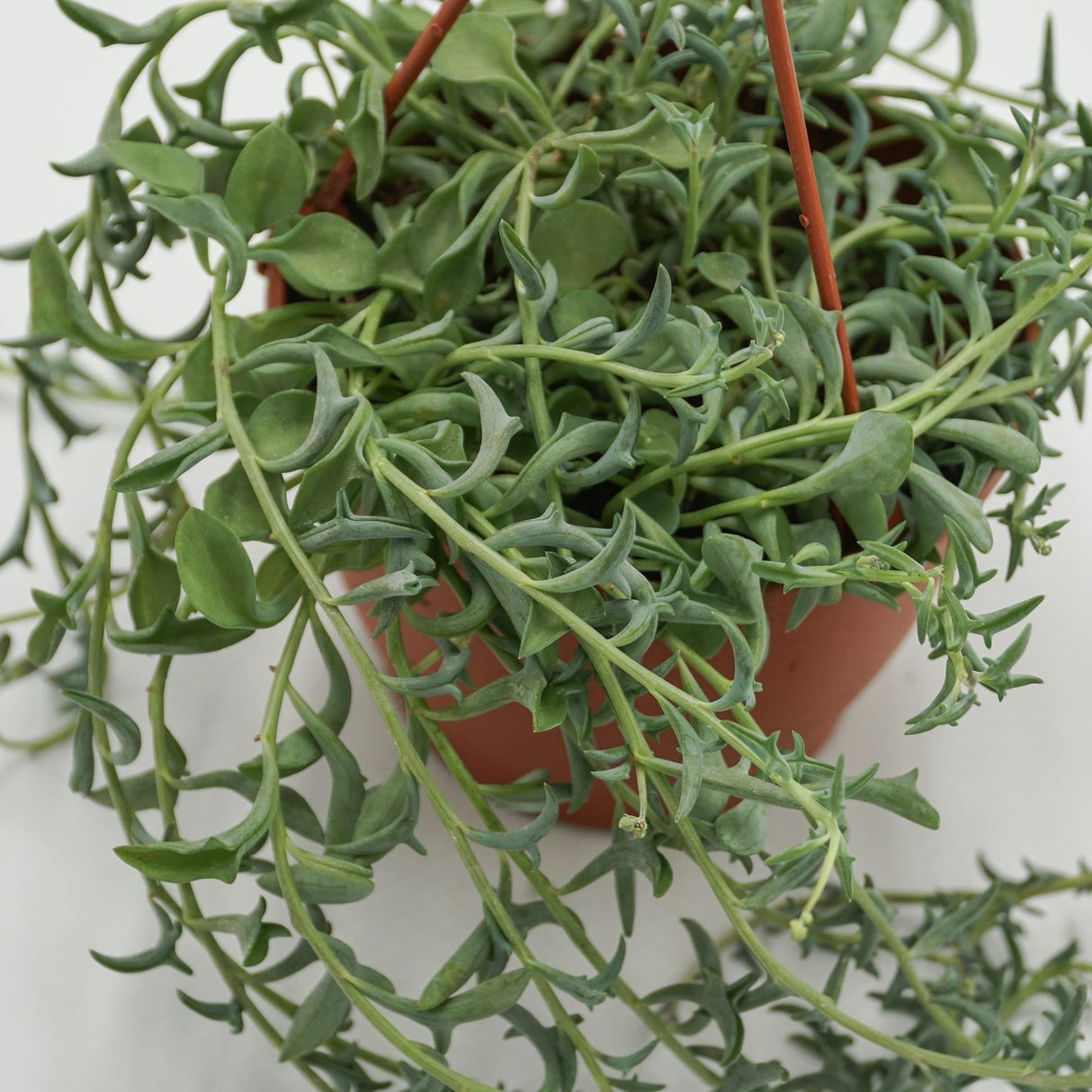 Senecio peregrinus - 12cm Ampel