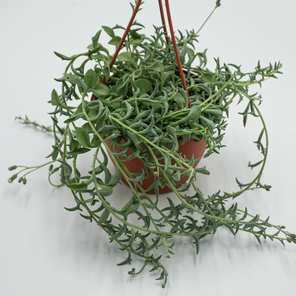 Senecio peregrinus - 12cm Ampel