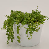 Senecio rowleyanus - 10,5cm