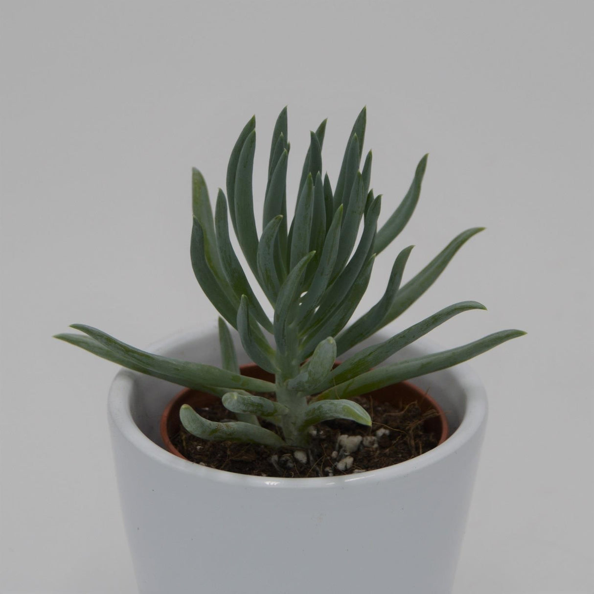 Senecio serpens v. minor - 5.5cm