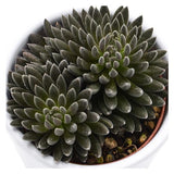 Sinocrassula yunnanensis - 5,5cm