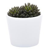 Sinocrassula yunnanensis - 5,5cm