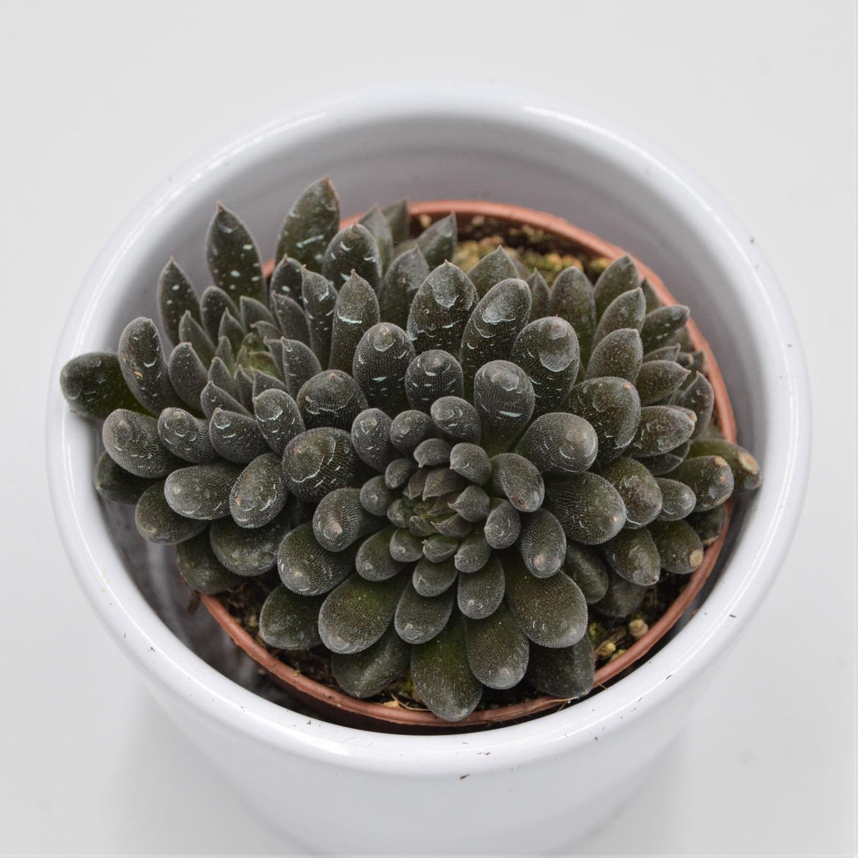 Sinocrassula yunnanensis - 5,5cm
