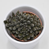 Sinocrassula yunnanensis - 5,5cm