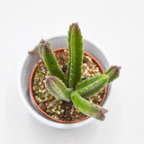 Stapelia leendertziae - 8,5cm