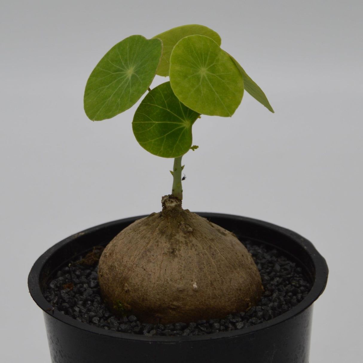 Stephania erecta - 12cm