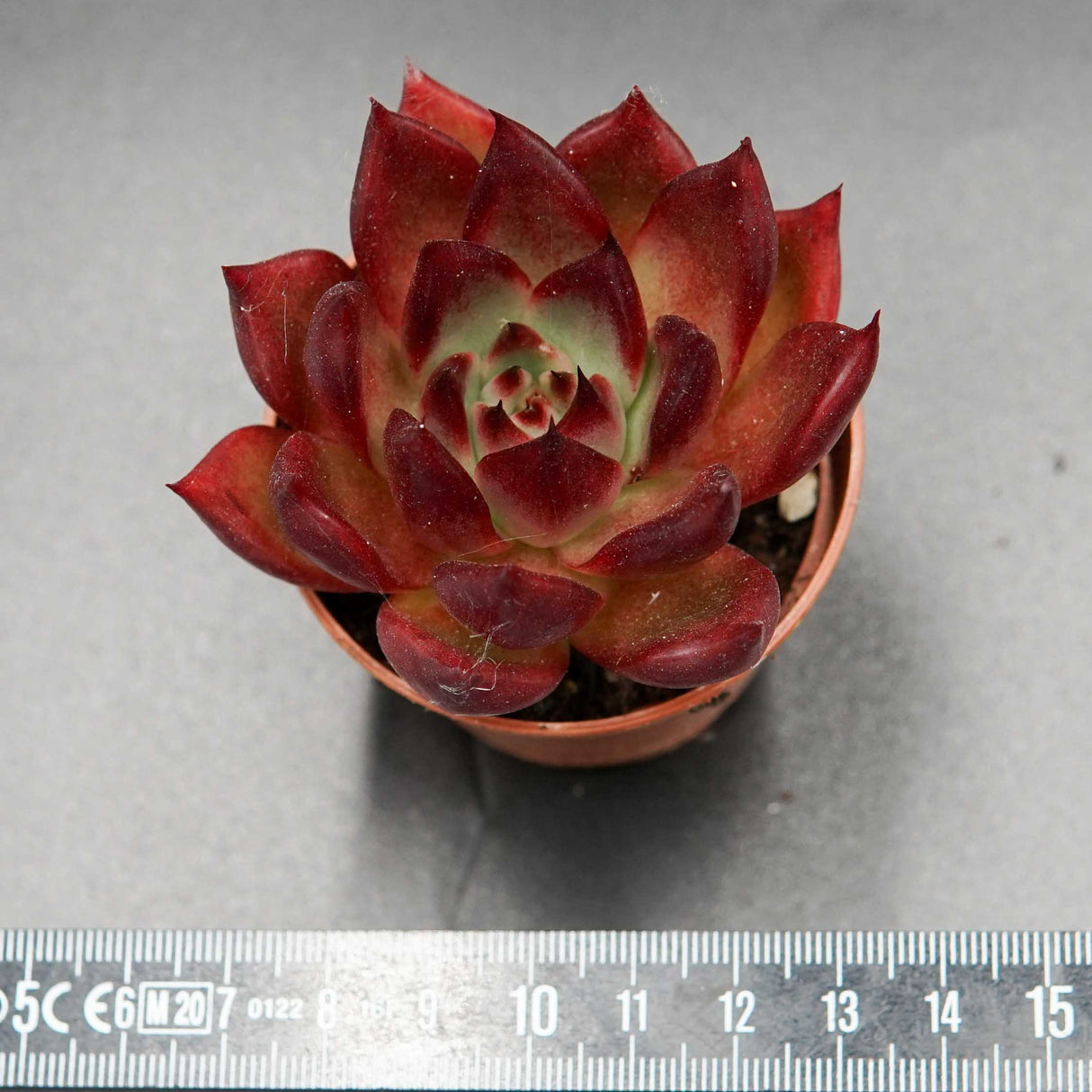 Echeveria