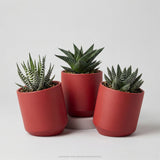 Hei Haworthia - 3er Sukkulenten-Mix