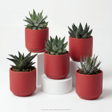 Hei Haworthia - 5er Sukkulenten-Mix