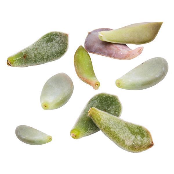 Blattstecklinge, 25 Stück