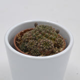 Sulcorebutia canigueralii- 5,5cm