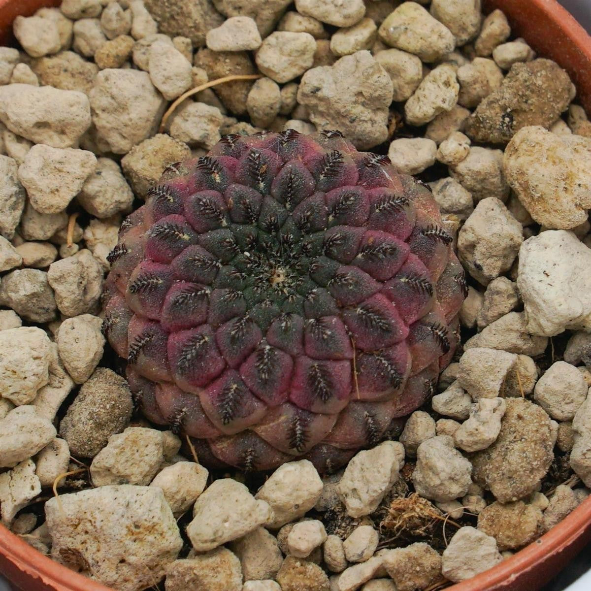 Sulcorebutia rauschii Violet - 5,5cm