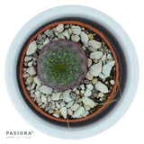 Sulcorebutia rauschii Violet - 5,5cm