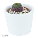 Sulcorebutia rauschii Violet - 5,5cm