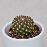 Sulcorebutia canigueralii- 5,5cm