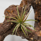 Tillandsia brachycaulos var. multiflora