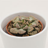 Titanopsis calcarea - 5,5cm