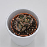 Titanopsis fulleri - 5,5cm