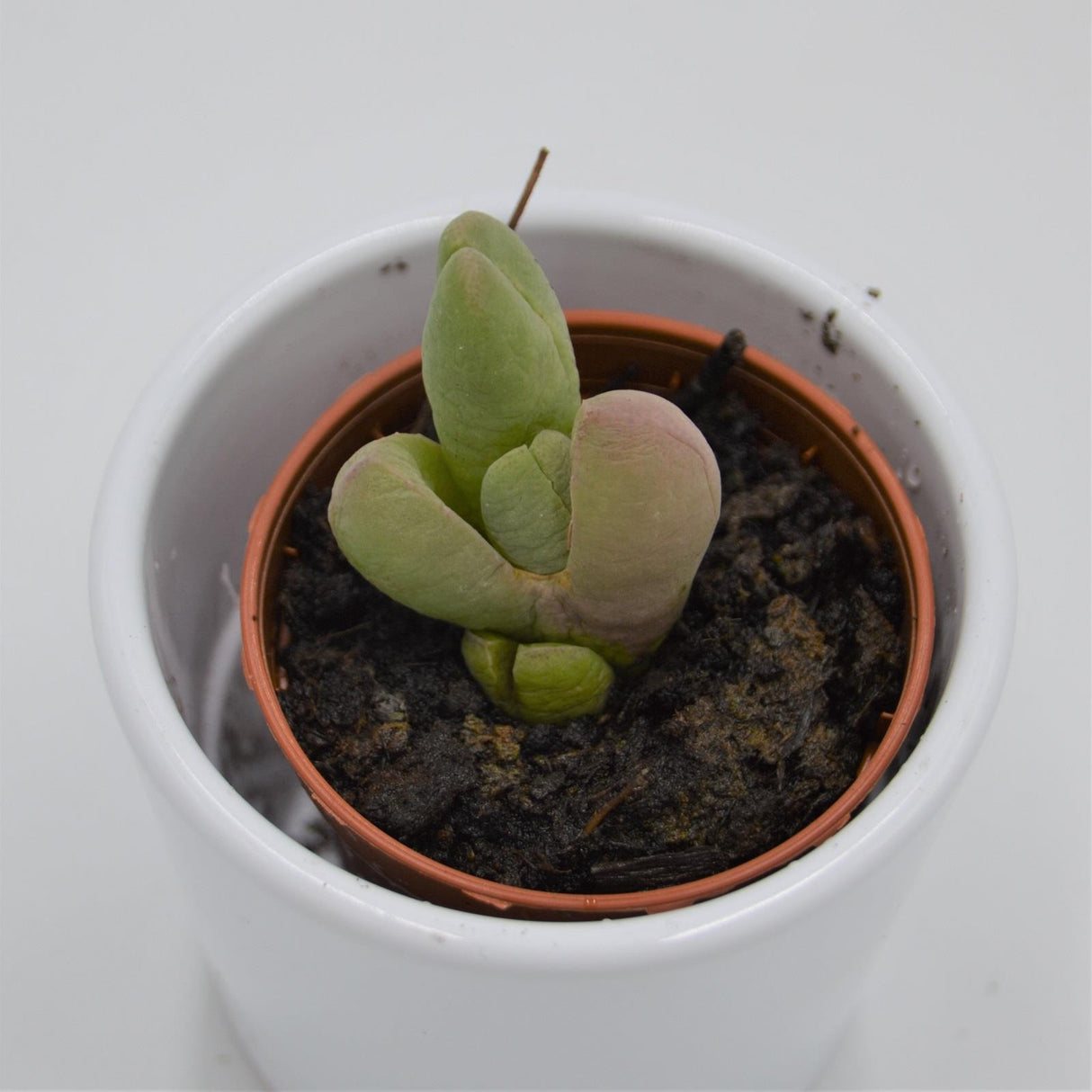 Glottiphyllum vanheerda - 5,5cm