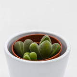 Vanheerdea divergens - 5,5cm