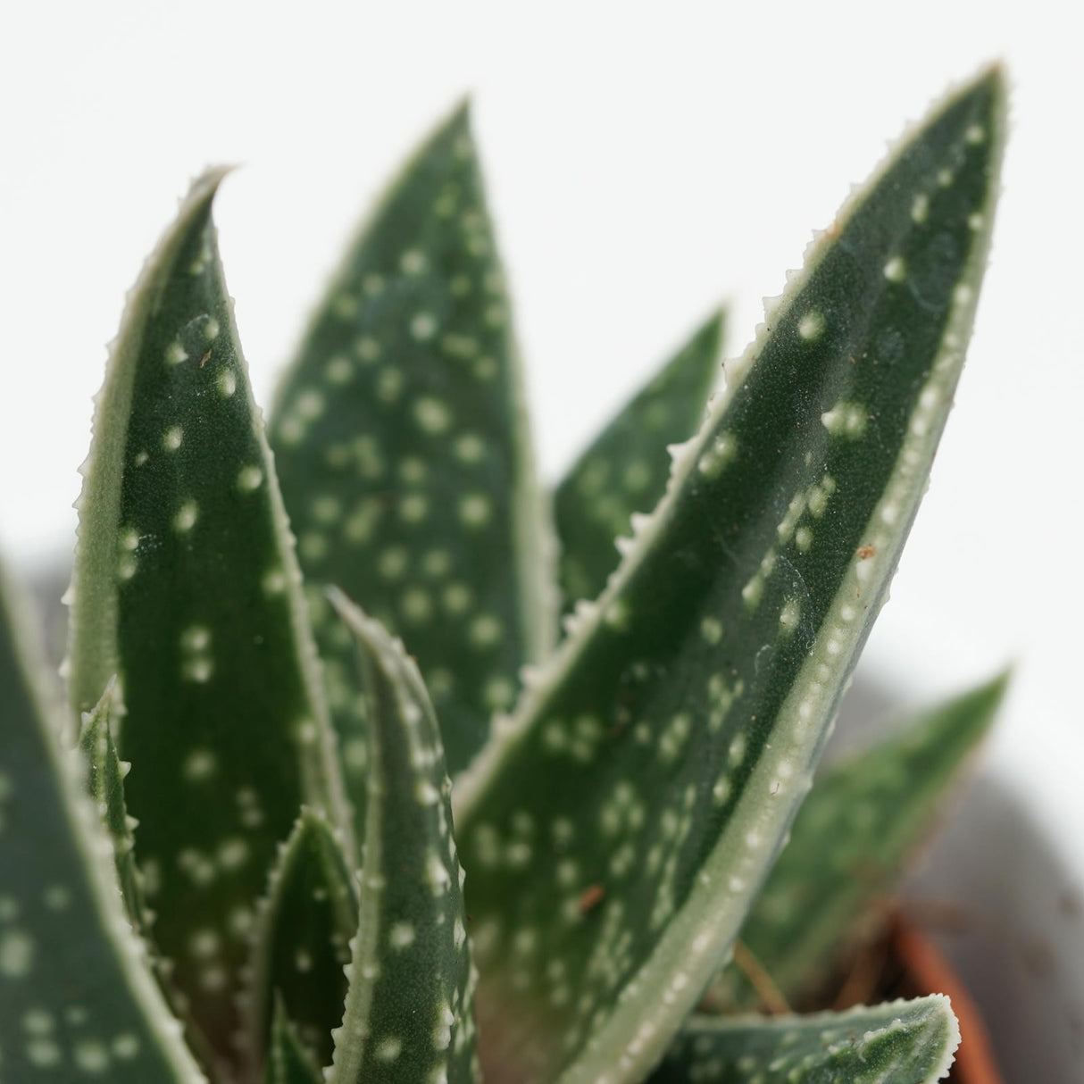 x Gasteraloe Doreen - 5,5cm