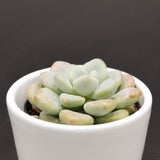 x Graptosedum Miul - 6cm