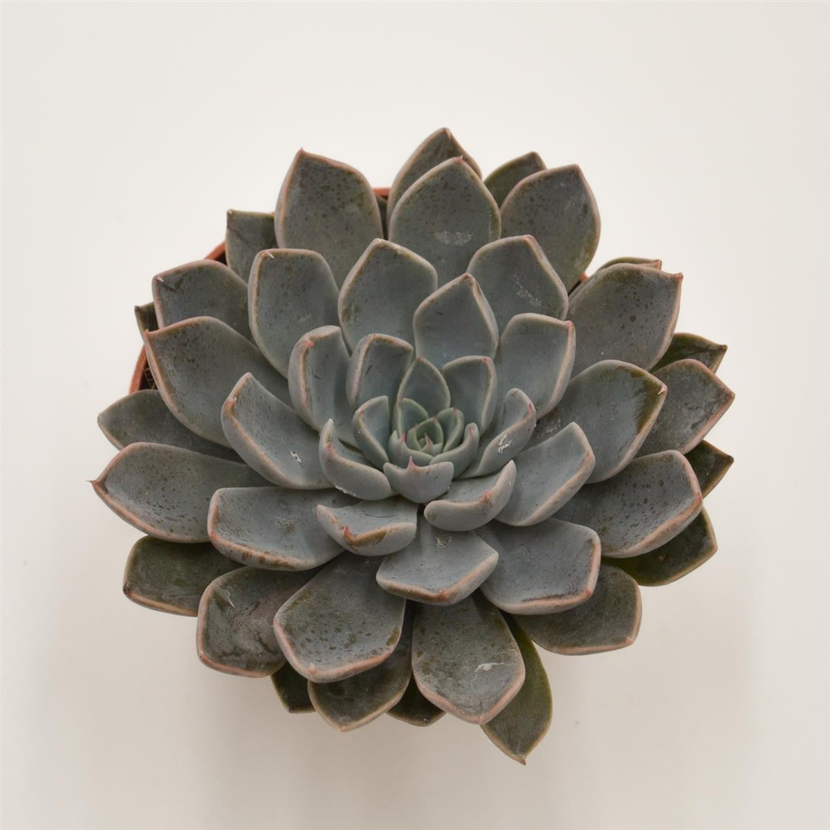 x Graptoveria Fontaine - 8,5cm