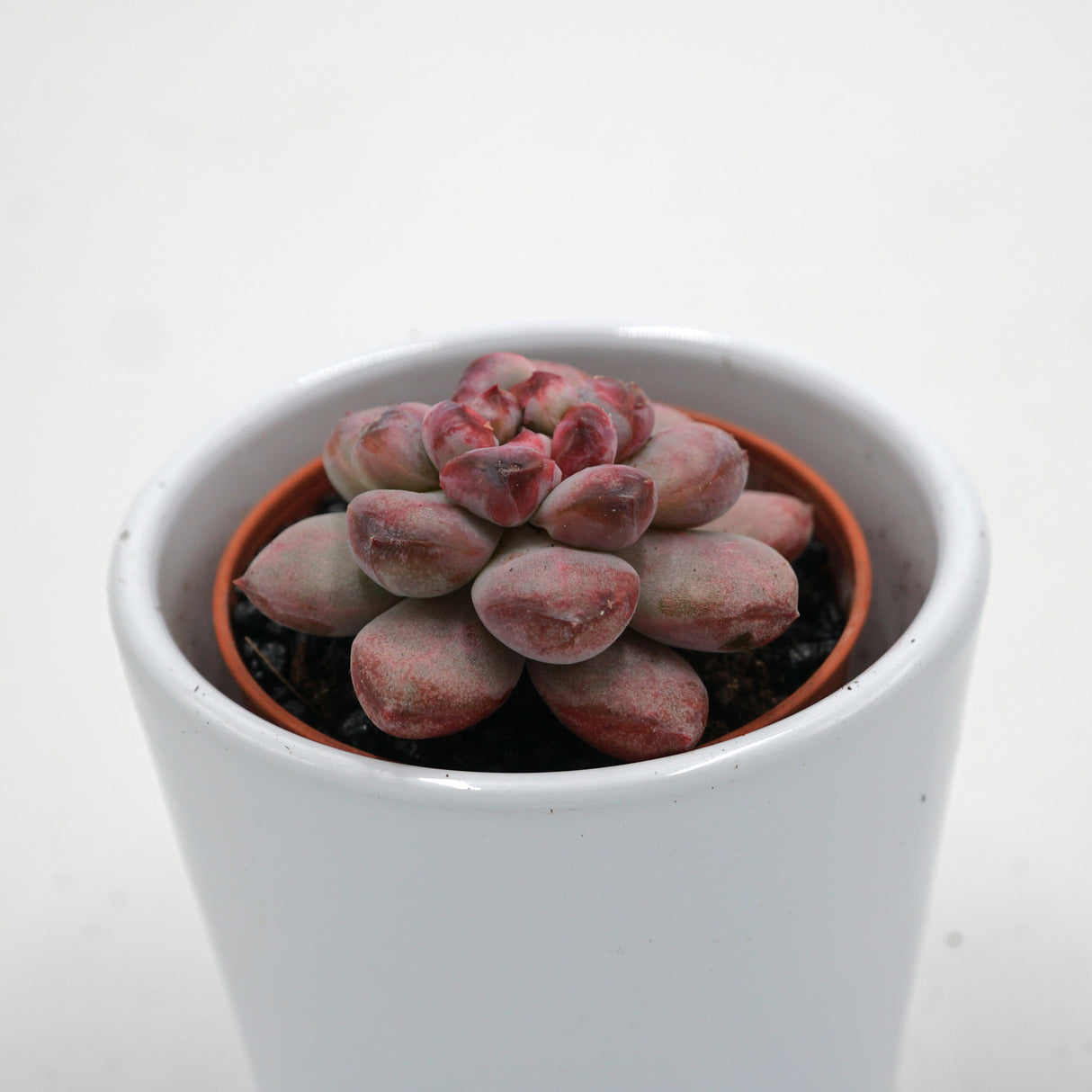 x Graptoveria Graptoveria Black Racoon - 5,5cm