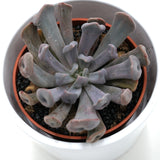 x Graptoveria Lilac Spoons / Cupid / Topsy Debbie - 8,5cm