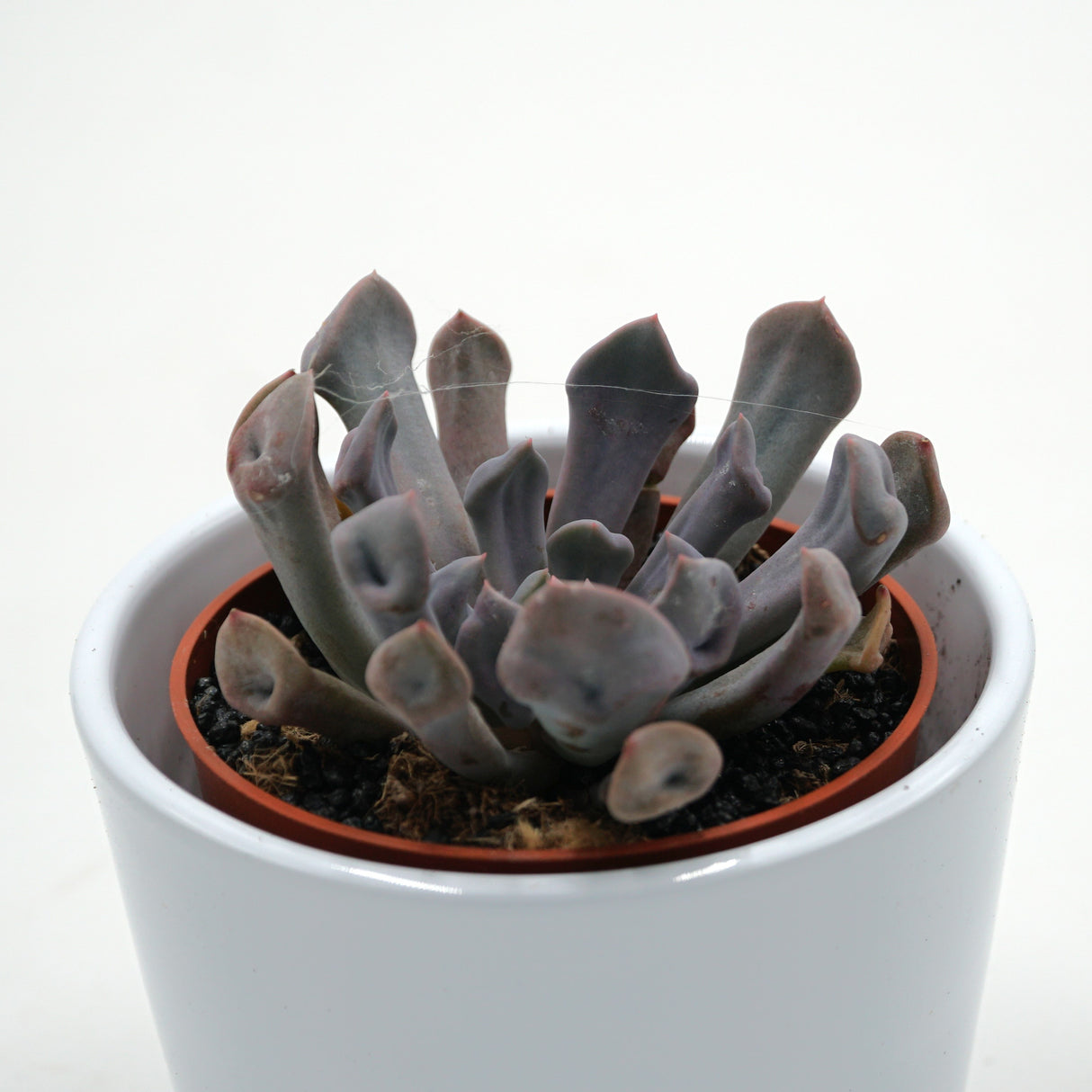 x Graptoveria Lilac Spoons / Cupid / Topsy Debbie - 8,5cm
