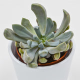 x Graptoveria Lilac Spoons / Cupid / Topsy Debbie - 8,5cm