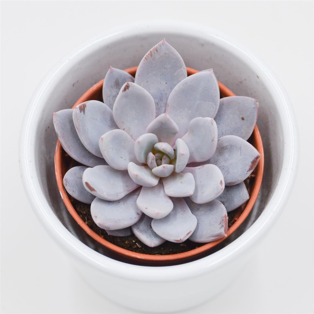 x Graptoveria Lulu - 5,5cm