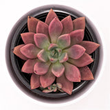 x Graptoveria Pink Donna - 13cm