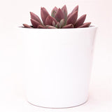 x Graptoveria Pink Donna - 13cm
