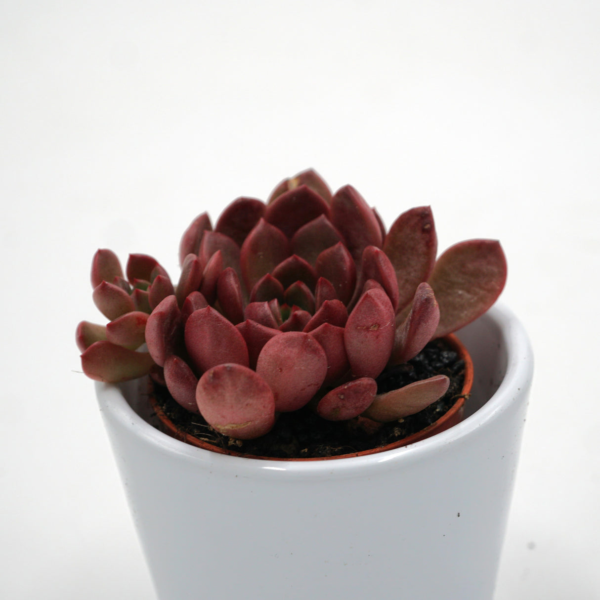 x Graptoveria Pink Ruby - 5,5cm