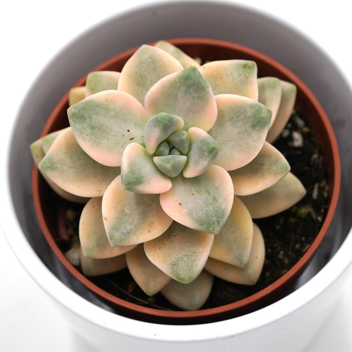 x Graptoveria titubans  f. variegata - 8,5cm