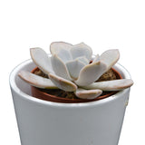 x Pachyveria Asante Sana - 8,5cm