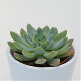 x Sedeveria Blue Elf - 5,5cm